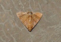 Eulepidotis addens