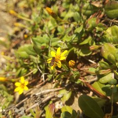 Pectis multiflosculosa