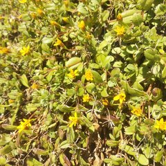 Pectis multiflosculosa