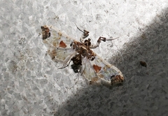 Neoleucinodes elegantalis