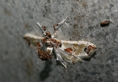 Neoleucinodes elegantalis