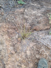 Bulbostylis nesiotica