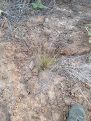 Bulbostylis nesiotica