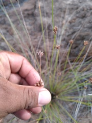 Bulbostylis nesiotica