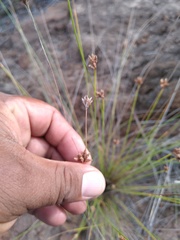Bulbostylis nesiotica