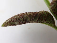 Puccinia vincae