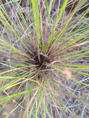 Bulbostylis nesiotica