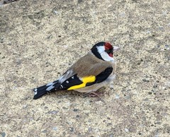 Carduelis carduelis