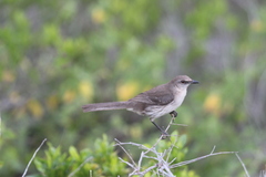 Mimus graysoni