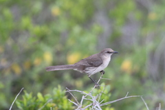 Mimus graysoni