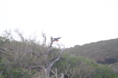 Buteo jamaicensis socorroensis