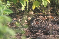Pipilo maculatus socorroensis