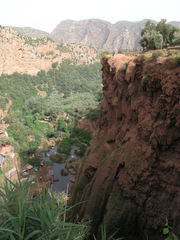 Phragmites australis image