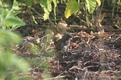 Pipilo maculatus socorroensis