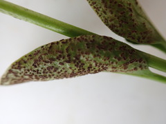 Puccinia vincae