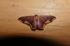 Lophosis labeculata