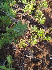 Erigeron socorrensis