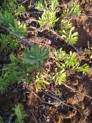 Erigeron socorrensis