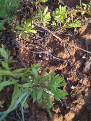 Erigeron socorrensis