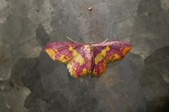 Lophosis labeculata