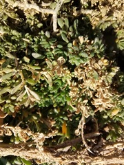 Calibrachoa parviflora