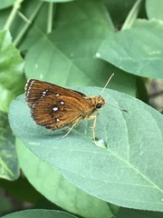 Iambrix salsala salsala