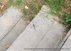 Rhionaeschna marchali