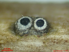 Schizoxylon alboatrum