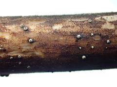 Schizoxylon alboatrum