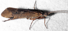 Limnephilus submonilifer