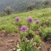 Allium stipitatum - Photo (c) Наталья Бешко, μερικά δικαιώματα διατηρούνται (CC BY-NC), uploaded by Наталья Бешко