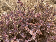 Euphorbia polycarpa