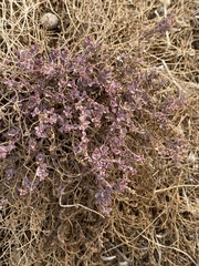 Euphorbia polycarpa
