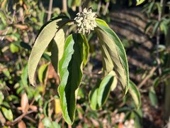 Viburnum macrocephalum