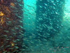 Ambassis jacksoniensis