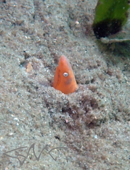 Apterichtus australis