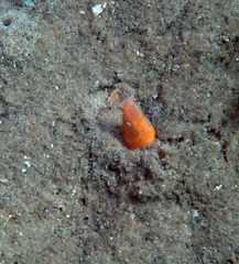 Apterichtus australis