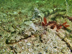 Sunagocia carbunculus