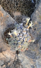 Conophytum ficiforme