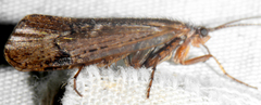 Limnephilus sericeus