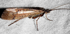 Limnephilus sericeus