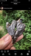 Craterellus atrocinereus