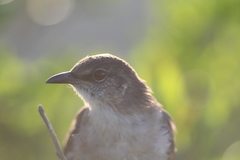 Mimus graysoni