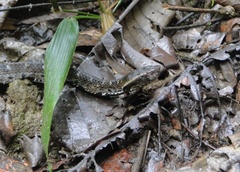 Bothrocophias hyoprora