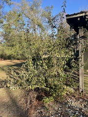 Viburnum macrocephalum