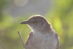 Mimus graysoni