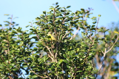 Setophaga pitiayumi graysoni