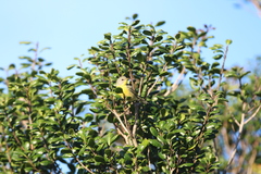 Setophaga pitiayumi graysoni