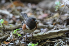 Pipilo maculatus socorroensis