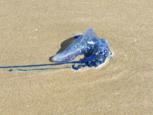 photo of Portuguese Man O' War (Physalia physalis)